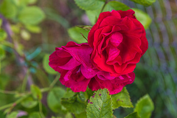 Vibrant red roses bloom amidst lush greenery in a peaceful garden