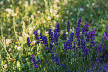 Vibrant lavender blooms sway gently in the warm afternoon sunlight