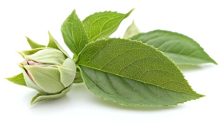 Fresh tea bud and leaves