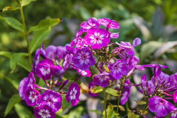 Vibrant purple flowers blooming in a lush garden during sunny spring days