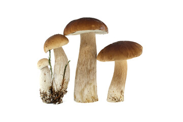 Fresh penny bun mushrooms on a white background presented in a group