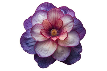 African Violet Flowerhead Isolated on Transparent Background