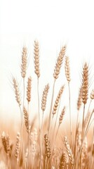 Fototapeta premium Golden Wheat Field Under Soft Light in Minimalist Landscape