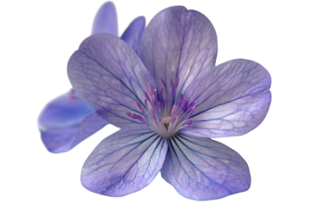 African Violet Flowerhead Isolated on Transparent Background
