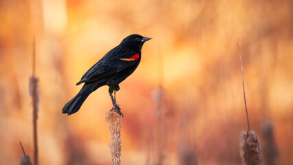 Red-Winged Black Bird Perched on a Reed