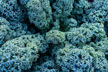 Fresh curly kale with on an early autumn morning