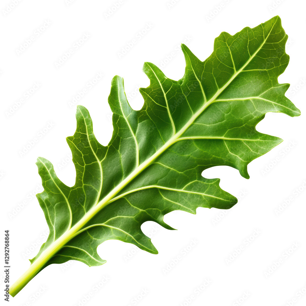 Aufkleber a single leaf placed elegantly on a clean surface capturing the intricate veins and structure of nat