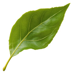 Obraz premium A single green leaf captured in detail highlighting the natural beauty and texture against a soft background isolated on transparent background..