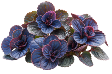 African Violet Flowerhead Isolated on Transparent Background