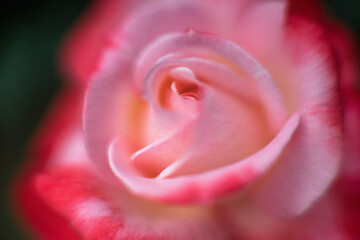 ピンクのバラの花のアップ