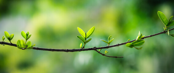 Fresh green leaves on a branch in spring sunlight