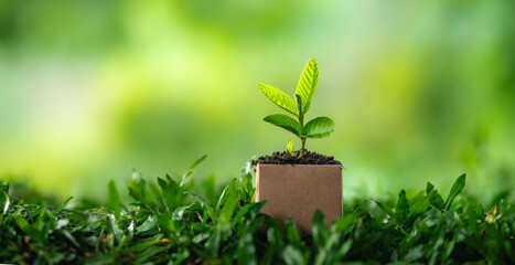 Green plant in a pot growing in a garden with grass and leaves