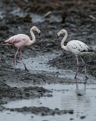 Obraz premium Two flamingos wading through muddy water, showcasing their unique colors and habitat.
