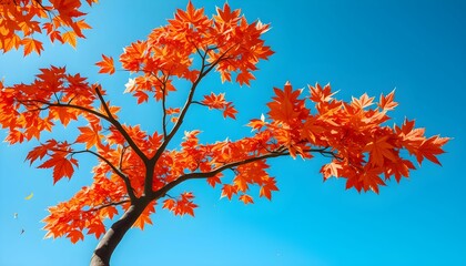 Vibrant Autumn: A Fiery Maple Against a Sky Blue Canvas