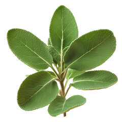 Obraz premium A lush green sage plant growing in a pot on a wooden surface with a natural background for culinary and aromatic use isolated on transparent background..