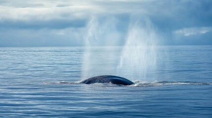 Fototapeta premium Whale spouting water from blowhole ocean waters wildlife photography marine environment close-up view powerful spray action