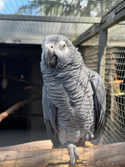 African Grey watching the surroundings calmly