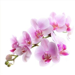 High Quality Picture of a Photo Orchid, Isolated on a White Background