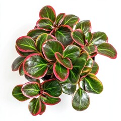 Colorful polka dot plant in pot, isolated white background