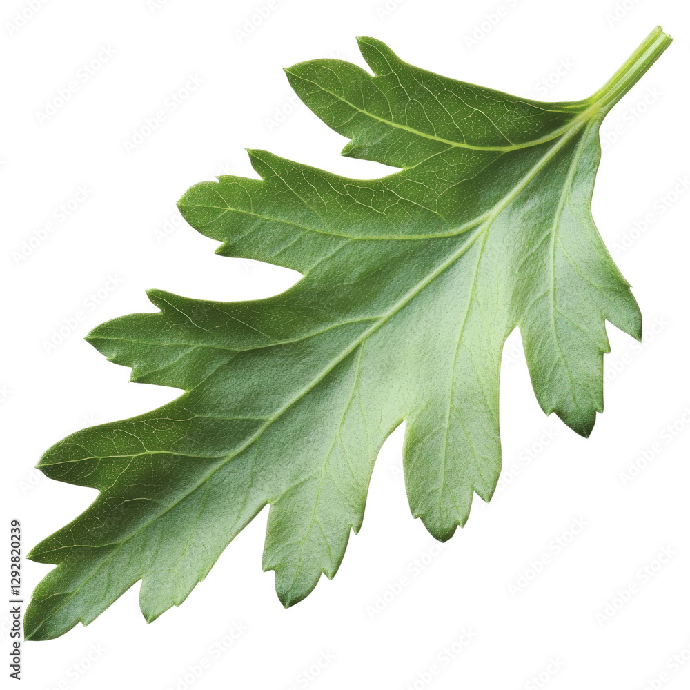 Poster single green leaf with intricate veins displaying nature's beauty set against a soft blurred backgro