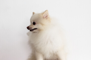 Obraz premium white little pomeranian sits on a white background, in full growth, isolated. Dog isolated on white background. Selective focus
