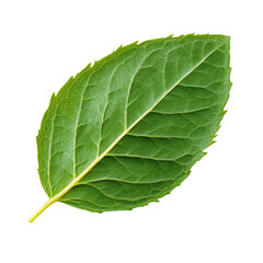Obraz premium A beautiful green leaf displaying intricate veins and textures capturing the essence of nature's splendor and vitality isolated on transparent background..