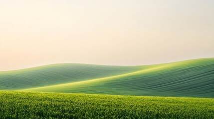 Obraz premium A sunflower field stretching toward the horizon, forming a natural wave pattern 