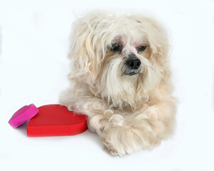 A close-up of a dog with long white hair, on a soft blue background, with red heart-shaped decorations next to it.
