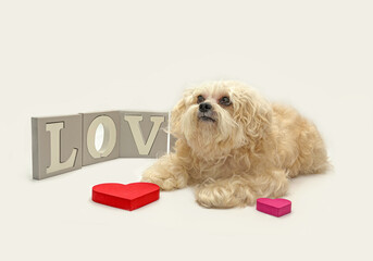 A lapdog with long hair lies on a white background, next to it are three-dimensional letters of the...
