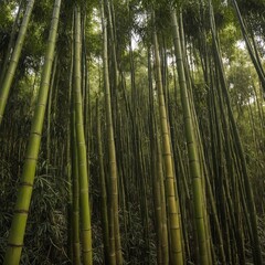 Fototapeta premium Bamboo Forest in Japan, Arashiyama, Kyoto Bamboo Forest close up at day Bamboo forest in Arashiyama, Kyoto, Japan bamboo forest background