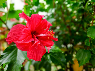 Close Up of Red Hibiscus Flower in Full Bloom