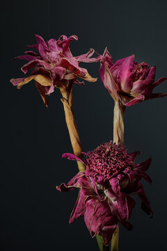 Pressed and dried meadow flowers. Vintage herbarium. Composition of the red and pink flowers on a white background.