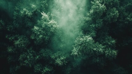 Fototapeta premium Aerial view misty forest, sunlight, nature, background, design