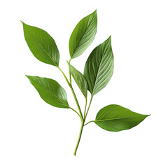 Fototapeta premium Stephania pierrei leaves from Thailand showcasing vibrant green hues and unique leaf structure, Stephania pierrei Diels thailand herbs with leaf on Transparent background