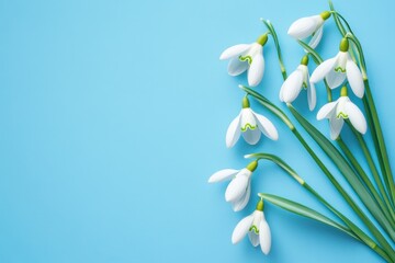 Fototapeta premium Artistic arrangement of snowdrop flowers on a vivid blue backdrop Top view Minimalist spring theme