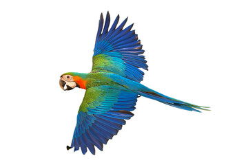 Colorful flying Harlequin Macaw parrot isolated on transparent background png file
