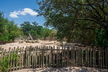 Fototapeta premium The zoo’s dirt enclosure is more than a space—it’s a world where instincts remain untamed, Houston Zoo, Houston, Texas, United States of America