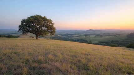 Fototapeta premium Solitary tree on hilltop at sunset, scenic landscape