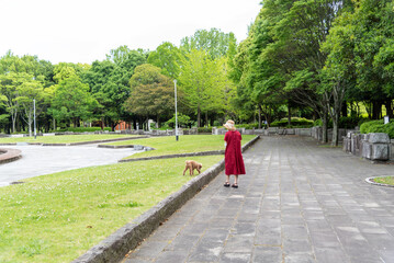 Fototapeta premium 緑のある公園 夏の日の公園での、犬の散歩 ペットとお出かけ リードを持つ手 緑の風景