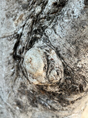 orchid flower in the garden