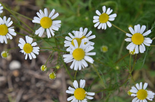 daisies in a field