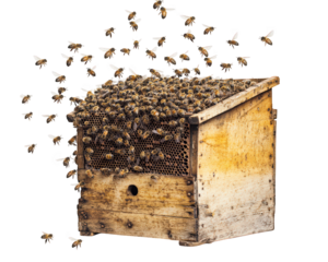 beehive filled with buzzing bees, showcasing their active and bustling nature. hive is made of wood, surrounded by numerous bees flying around, emphasizing importance of pollinators
