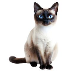 A Siamese cat with striking blue eyes, sitting gracefully on a white background