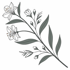 minimal feminine botanical floral branch 