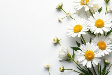 Obraz premium Intricate chamomile flower collage, white backdrop , composition, floral, background
