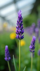 Obraz premium Intricate lavender flower, soft-focus greenhouse setting, stock photo, bloom, plant