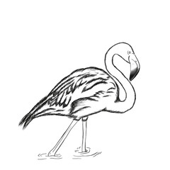 flamingo (no background)