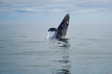 Fototapeta premium Incredible Whale Jumping Out of the Ocean