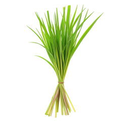 Fototapeta premium Fresh lemongrass bundle isolated on a clean Transparent background for culinary uses and herbal remedies, Lemon grass isolated on PNG background