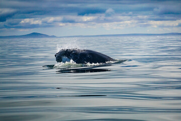 Fototapeta premium Stunning Close Photo of Whale in the Wild